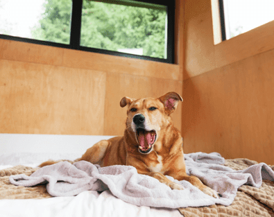 dog yawning in bed