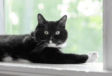 cat sitting in a window